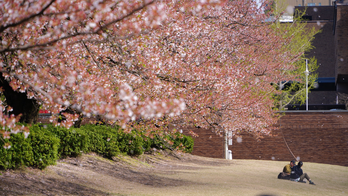 世界最美星巴克 |storestarbucks富山環水公園店-位於富岩運河環水公園內,JR富山前駅不遠 星巴克富山環水公園店