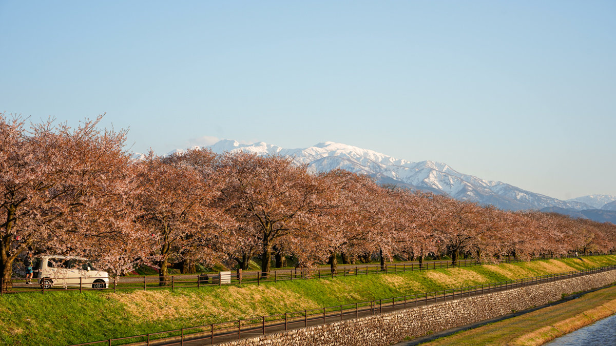 富山景點 |あさひ舟川「春の四重奏」 -內有舟川櫻並木交通指引,接駁車資訊 あさひ舟川「春の四重奏」