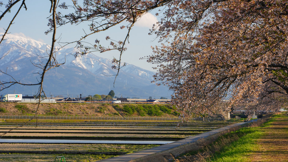 富山景點 |あさひ舟川「春の四重奏」 -內有舟川櫻並木交通指引,接駁車資訊 あさひ舟川「春の四重奏」