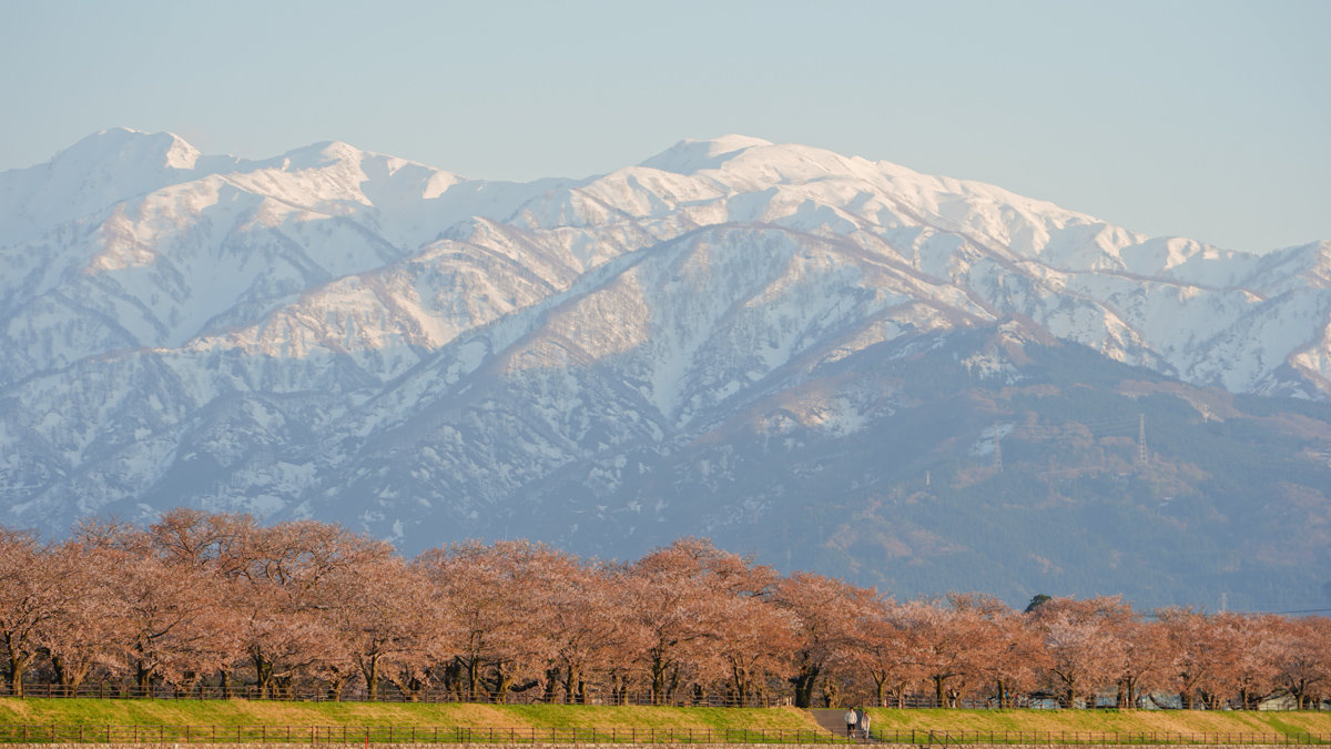 富山景點 |あさひ舟川「春の四重奏」 -內有舟川櫻並木交通指引,接駁車資訊 あさひ舟川「春の四重奏」