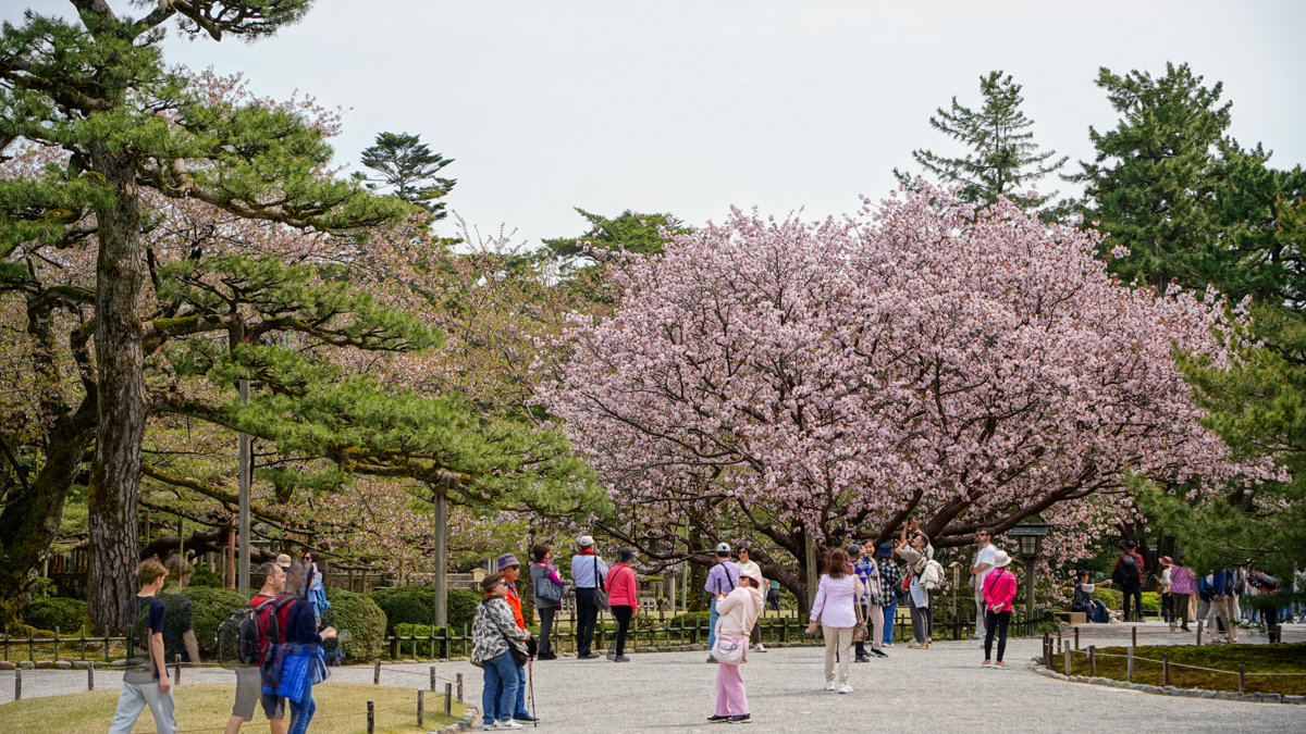 金澤景點 ｜兼六園 -內有交通方式,門票資訊,推薦參觀路線