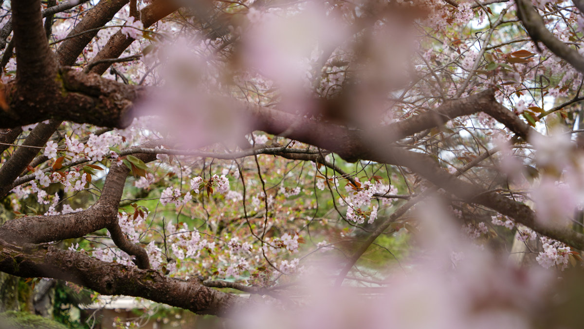 金澤景點 |兼六園 -內有交通方式,門票資訊,推薦參觀路線 兼六園