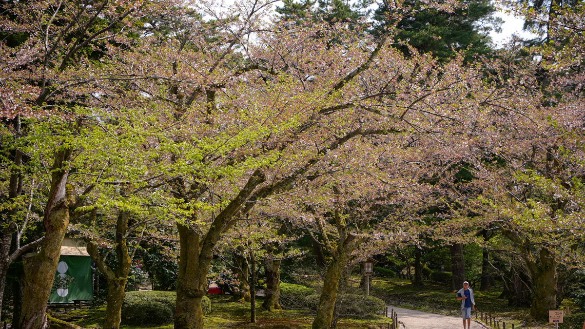 金澤景點 |兼六園 -內有交通方式,門票資訊,推薦參觀路線 兼六園