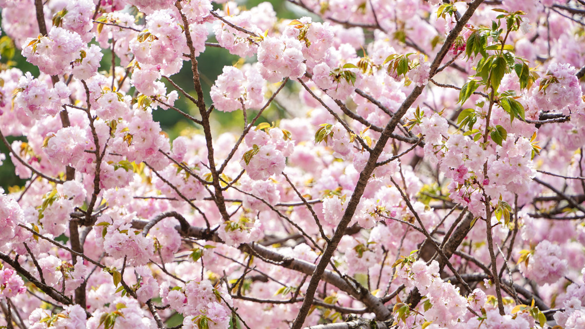 金澤景點 |兼六園 -內有交通方式,門票資訊,推薦參觀路線 兼六園