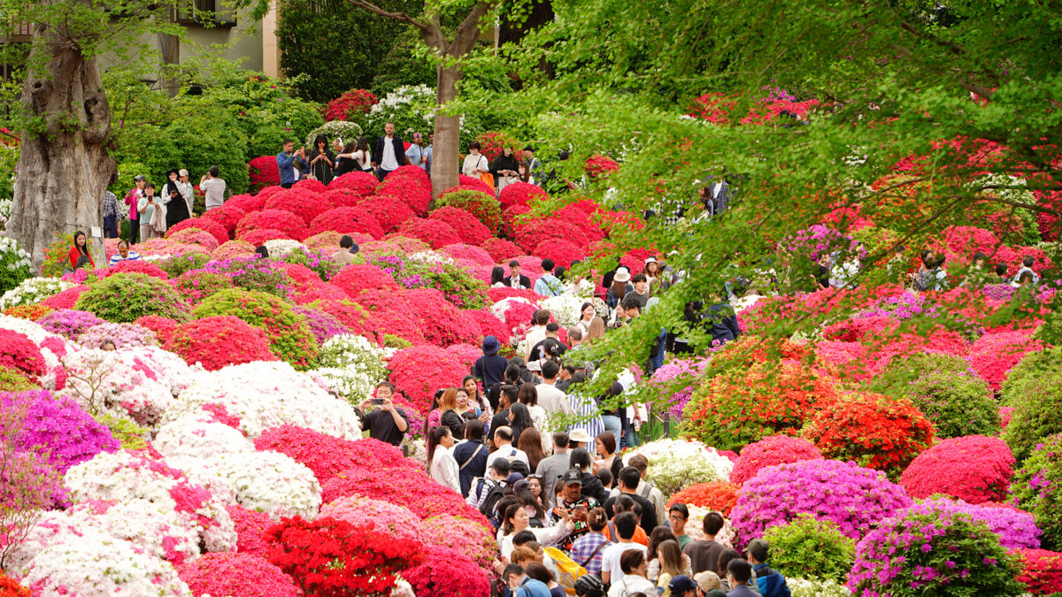 根津神社杜鵑花園：東京春季必訪的花海秘境,內含活動日期,票價,交通指引
