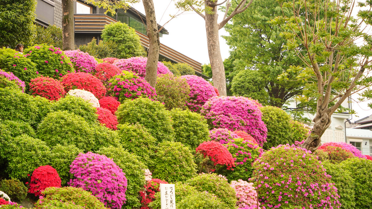 根津神社杜鵑花園:東京春季必訪的花海秘境,內含活動日期,票價,交通指引 根津神社杜鵑花園