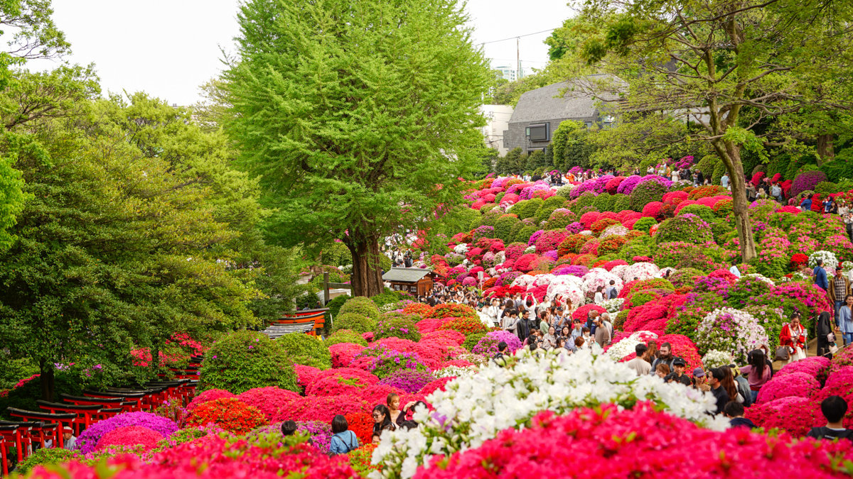 根津神社杜鵑花園:東京春季必訪的花海秘境,內含活動日期,票價,交通指引 根津神社杜鵑花園