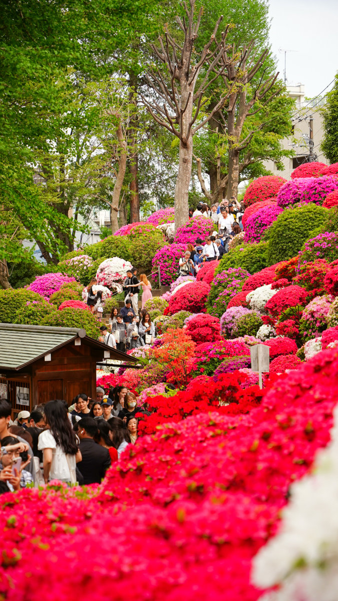 根津神社杜鵑花園:東京春季必訪的花海秘境,內含活動日期,票價,交通指引 根津神社杜鵑花園