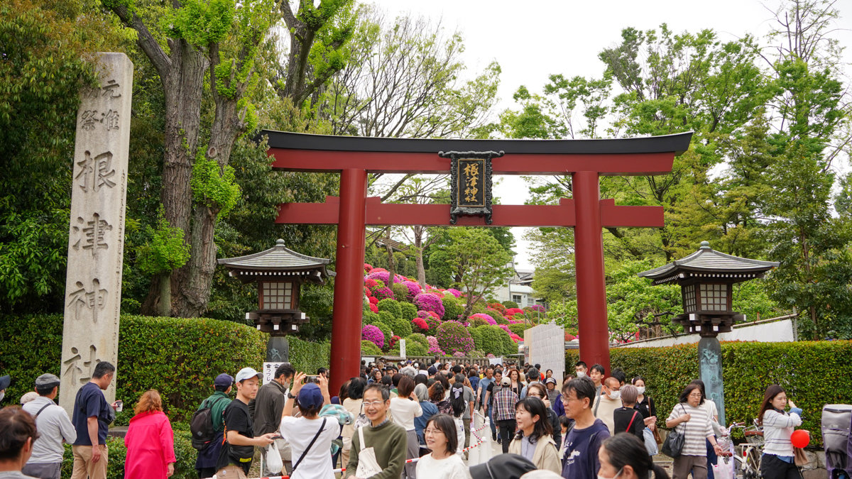 根津神社杜鵑花園:東京春季必訪的花海秘境,內含活動日期,票價,交通指引 根津神社杜鵑花園
