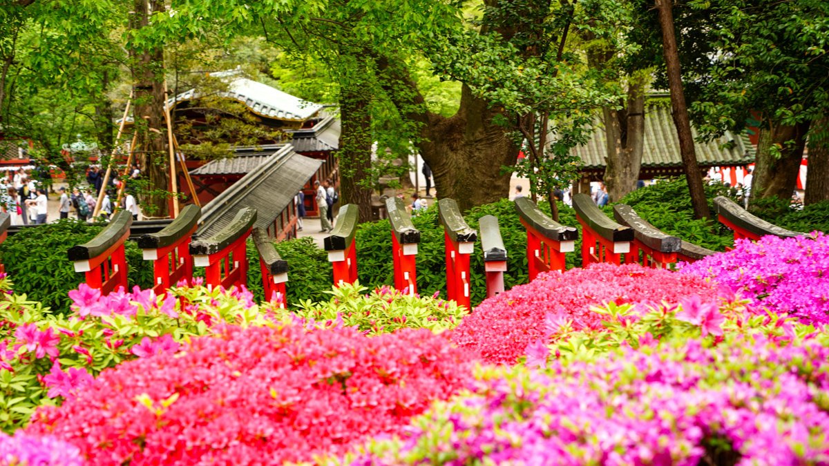 根津神社杜鵑花園:東京春季必訪的花海秘境,內含活動日期,票價,交通指引 根津神社杜鵑花園