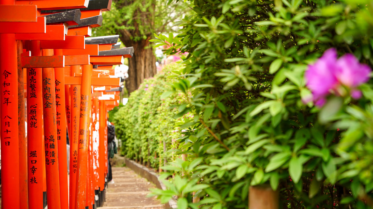 根津神社杜鵑花園:東京春季必訪的花海秘境,內含活動日期,票價,交通指引 根津神社杜鵑花園