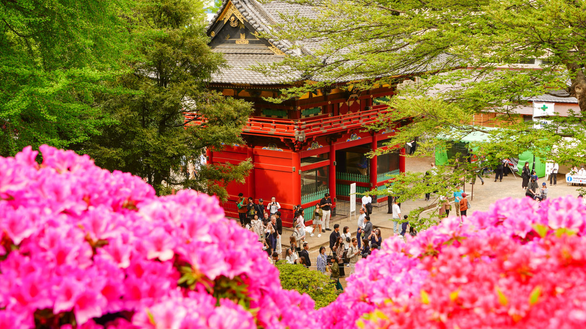 根津神社杜鵑花園:東京春季必訪的花海秘境,內含活動日期,票價,交通指引 根津神社杜鵑花園