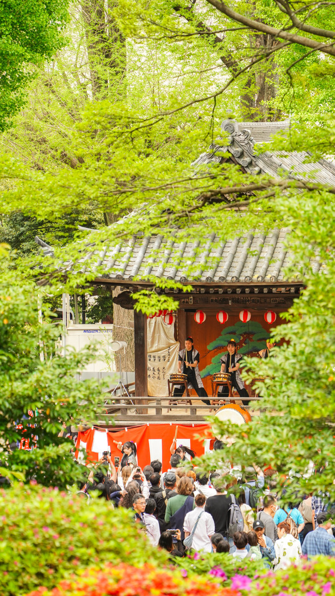 根津神社杜鵑花園:東京春季必訪的花海秘境,內含活動日期,票價,交通指引 根津神社杜鵑花園