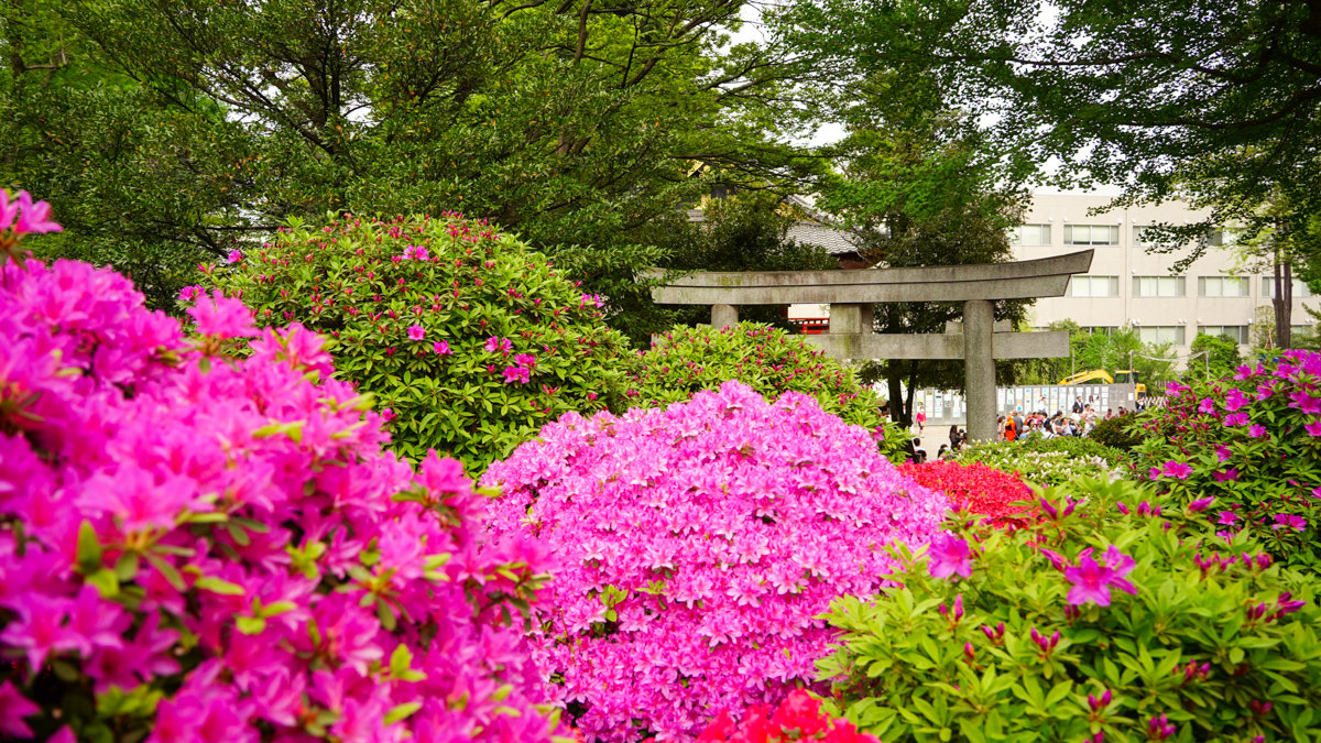 根津神社杜鵑花園:東京春季必訪的花海秘境,內含活動日期,票價,交通指引 根津神社杜鵑花園