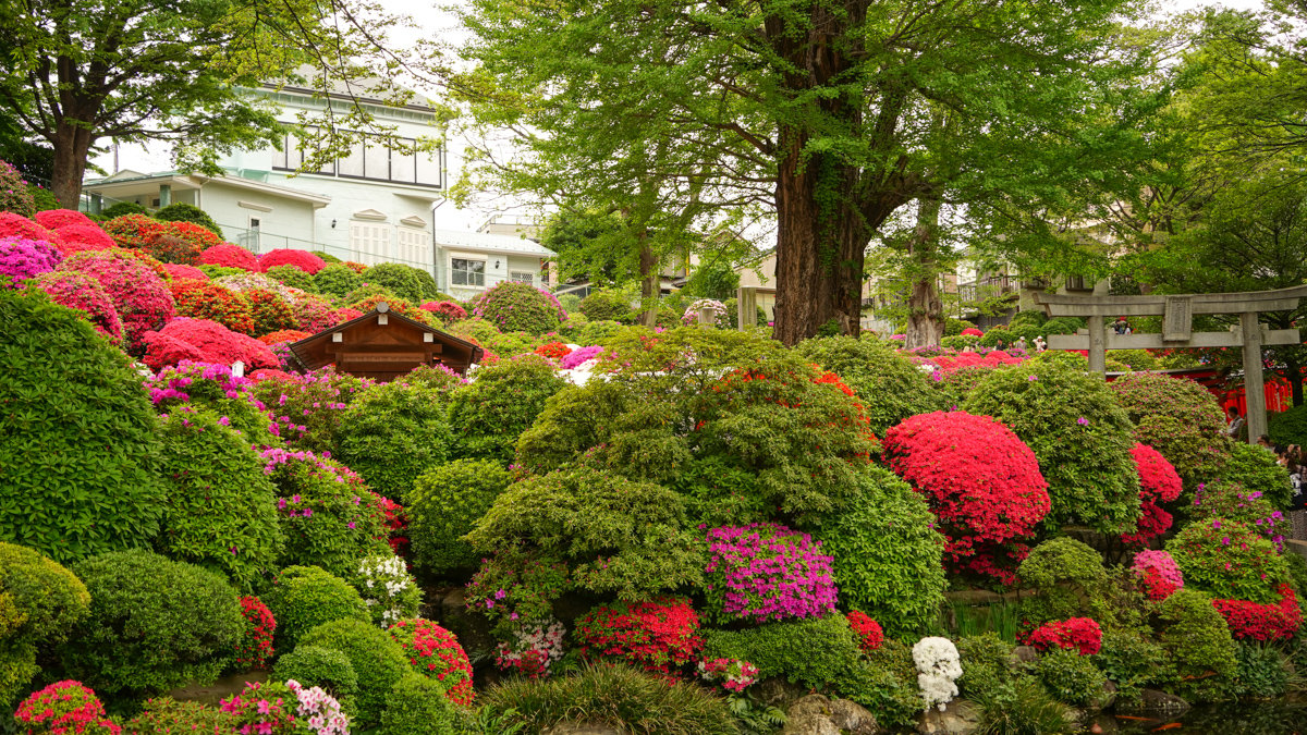 根津神社杜鵑花園:東京春季必訪的花海秘境,內含活動日期,票價,交通指引 根津神社杜鵑花園
