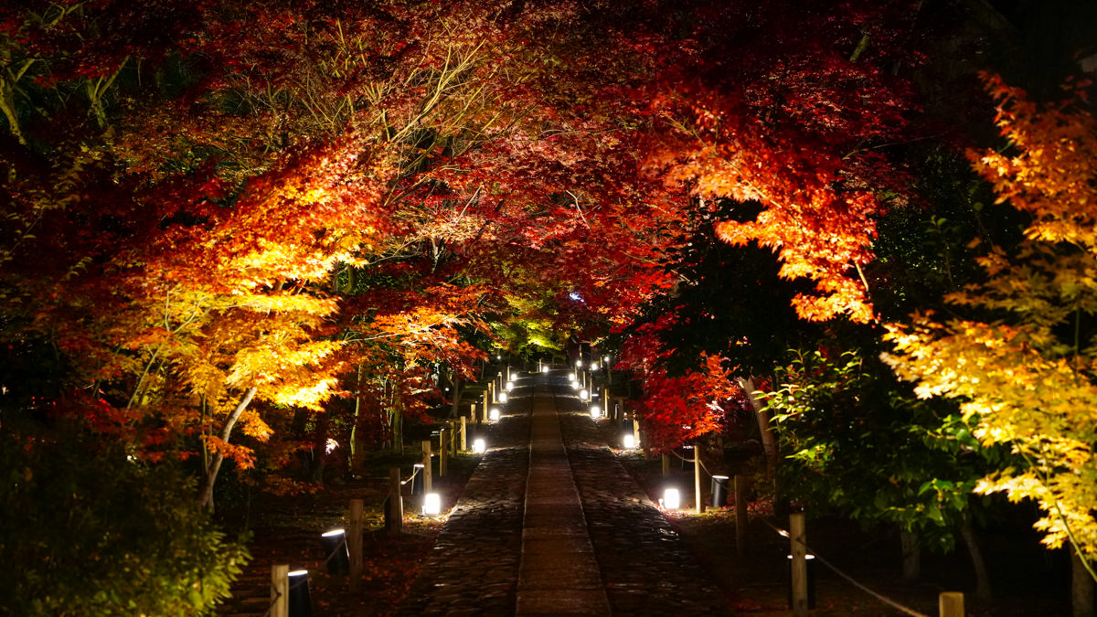 京都嵐山楓葉｜鹿王院夜楓必搶門票｜點燈紅葉＋竹林光影＋限定茶點全攻略