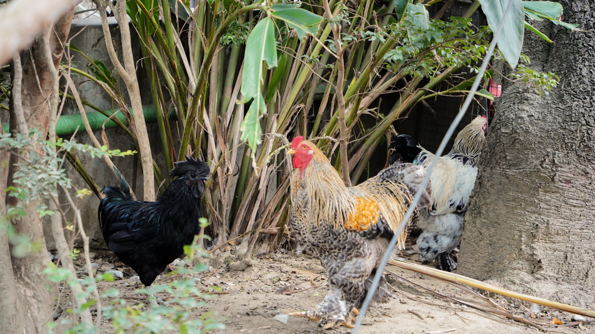 高雄聚餐推薦｜觀音山綠野山莊土雞城：免費停車＋寵物友善＋土雞料理全攻略