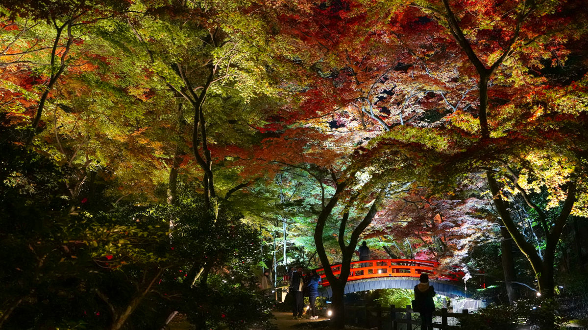 京都賞楓必訪｜北野天滿宮 夜楓｜限定季節開放全攻略