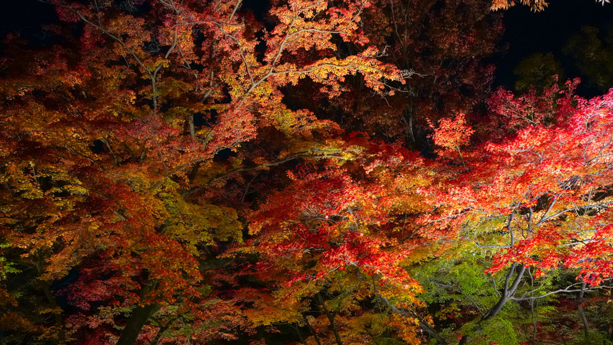 京都賞楓必訪|北野天滿宮 夜楓|限定季節開放全攻略 北野天滿宮 夜楓