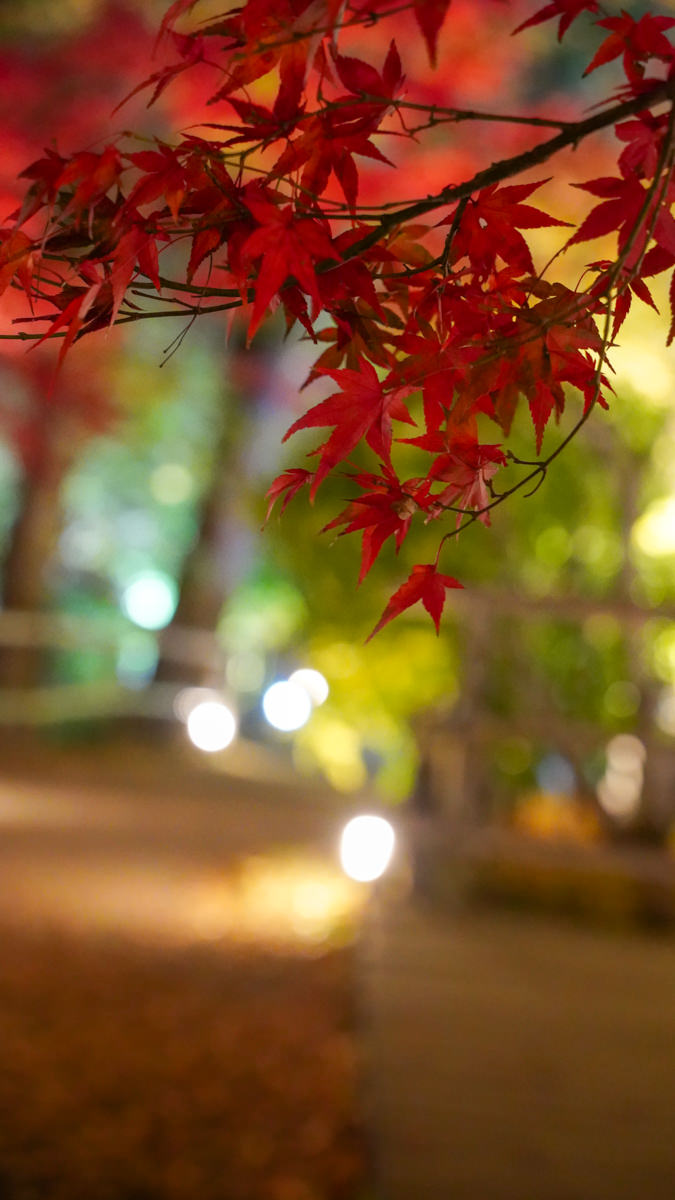 京都賞楓必訪|北野天滿宮 夜楓|限定季節開放全攻略 北野天滿宮 夜楓