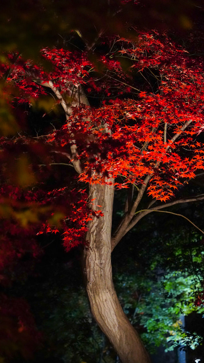 京都賞楓必訪|北野天滿宮 夜楓|限定季節開放全攻略 北野天滿宮 夜楓