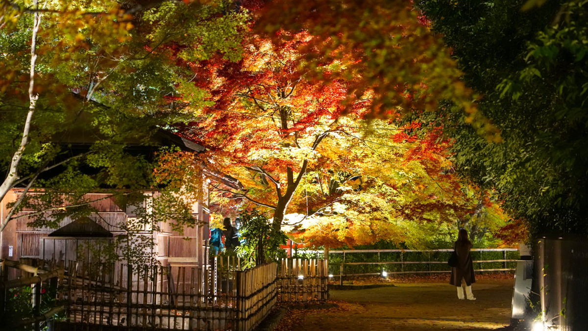 京都賞楓必訪|北野天滿宮 夜楓|限定季節開放全攻略 北野天滿宮 夜楓