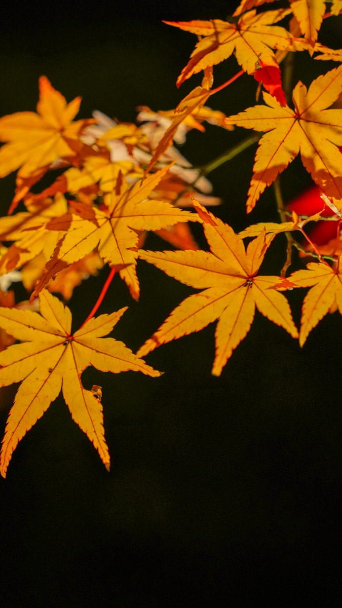 京都賞楓必訪|北野天滿宮 夜楓|限定季節開放全攻略 北野天滿宮 夜楓
