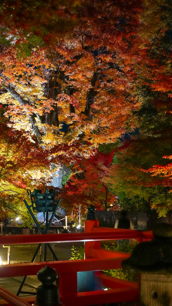 京都賞楓必訪|北野天滿宮 夜楓|限定季節開放全攻略 北野天滿宮 夜楓