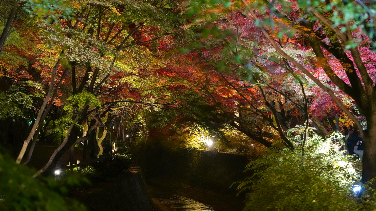 京都賞楓必訪|北野天滿宮 夜楓|限定季節開放全攻略 北野天滿宮 夜楓
