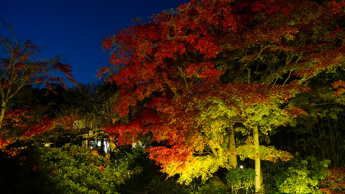 姬路城西御屋敷跡庭園 好古園|秋楓夜景深度旅遊指南 姬路城西御屋敷跡庭園 好古園