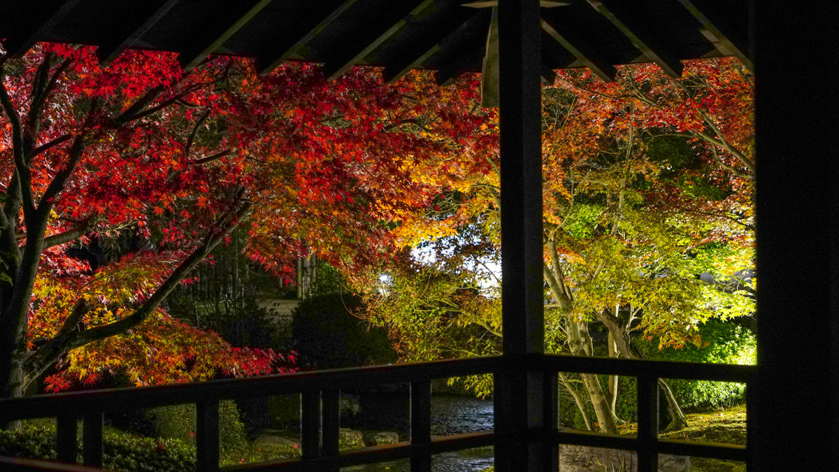姬路城西御屋敷跡庭園 好古園|秋楓夜景深度旅遊指南 姬路城西御屋敷跡庭園 好古園