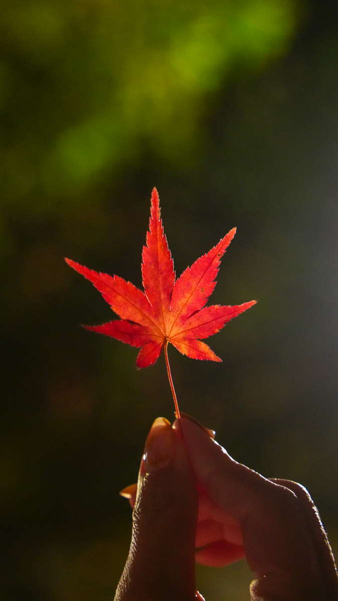 姬路城西御屋敷跡庭園 好古園|秋楓夜景深度旅遊指南 姬路城西御屋敷跡庭園 好古園