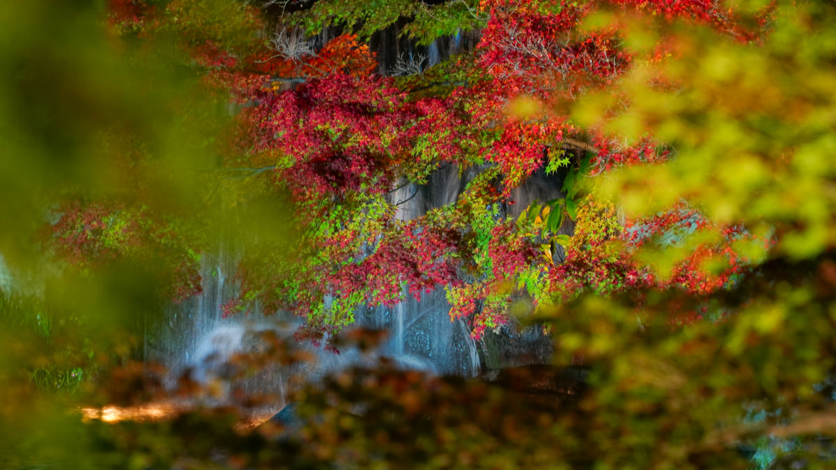 姬路城西御屋敷跡庭園 好古園|秋楓夜景深度旅遊指南 姬路城西御屋敷跡庭園 好古園