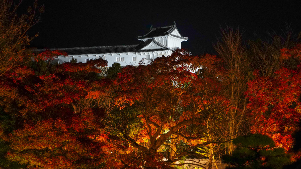 姬路城西御屋敷跡庭園 好古園|秋楓夜景深度旅遊指南 姬路城西御屋敷跡庭園 好古園