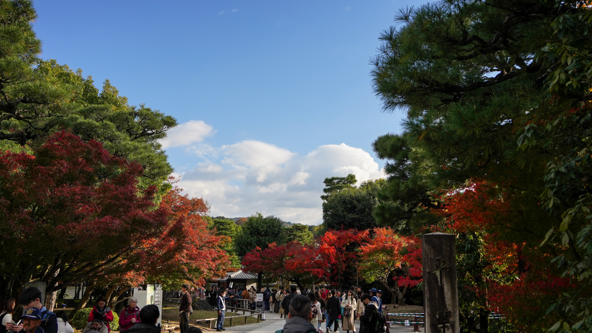 平等院秋夜|夜間點燈超夢幻|京都宇治楓紅特別篇 平等院