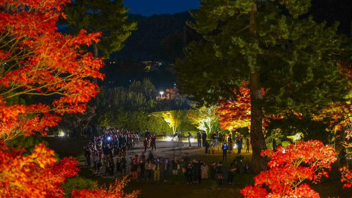 平等院秋夜|夜間點燈超夢幻|京都宇治楓紅特別篇 平等院