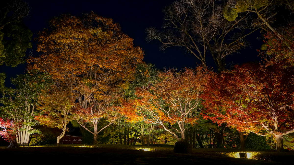平等院秋夜|夜間點燈超夢幻|京都宇治楓紅特別篇 平等院