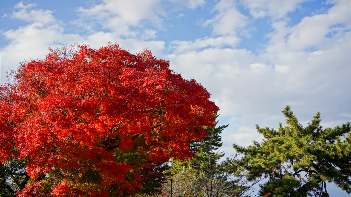 平等院秋夜|夜間點燈超夢幻|京都宇治楓紅特別篇 平等院