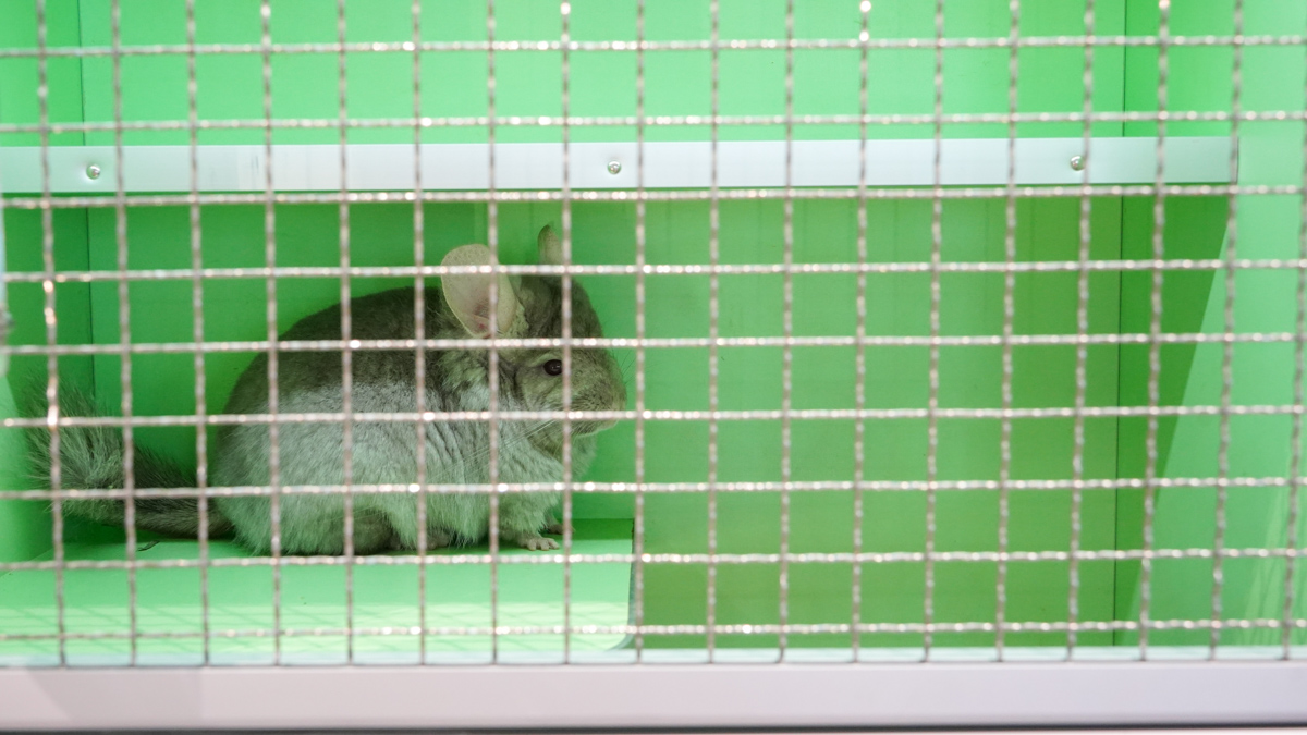 高雄寵物餐廳推薦|大眾水龍貓-龍貓咖啡、龍貓厚片超可愛,還有火鍋與簡餐 大眾水龍貓