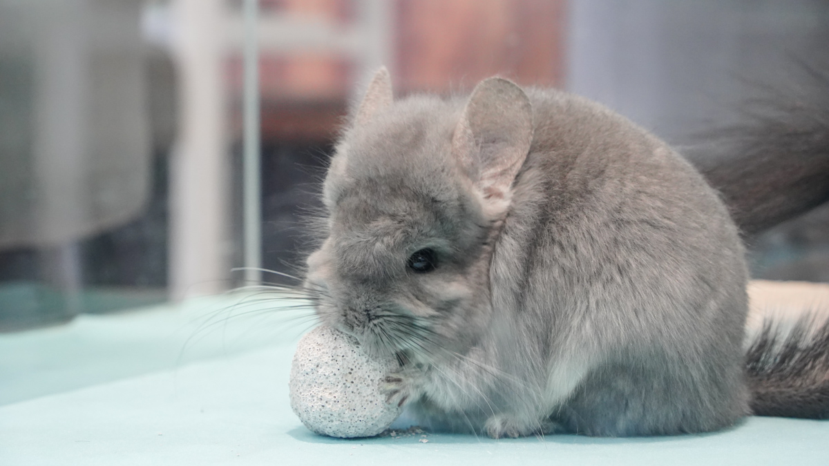 高雄寵物餐廳推薦|大眾水龍貓-龍貓咖啡、龍貓厚片超可愛,還有火鍋與簡餐 大眾水龍貓